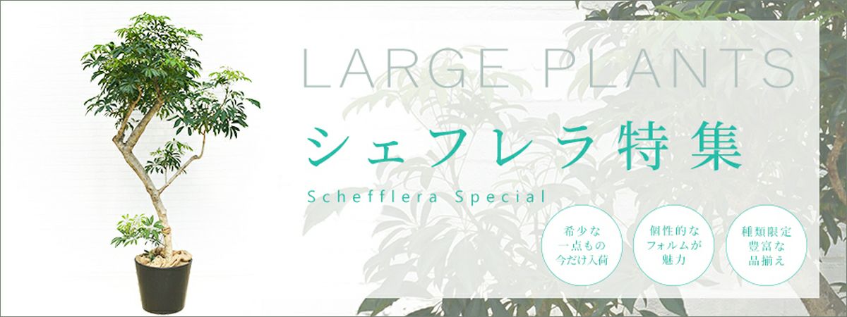 シェフレラ well plants シェフレラ（カポック） スリムカップオーロラグラス | 花