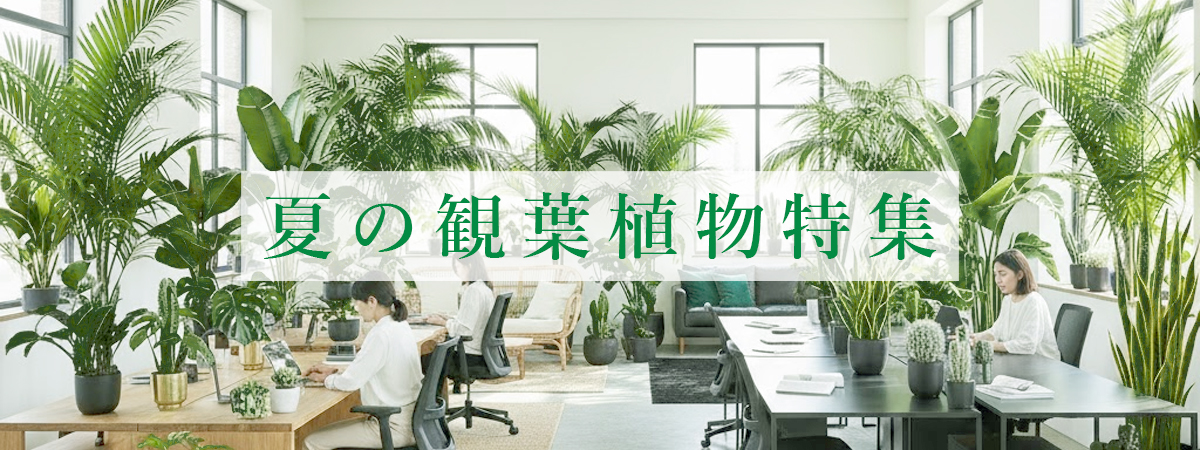 OfficeGreenSpecialPageBanner.jpg