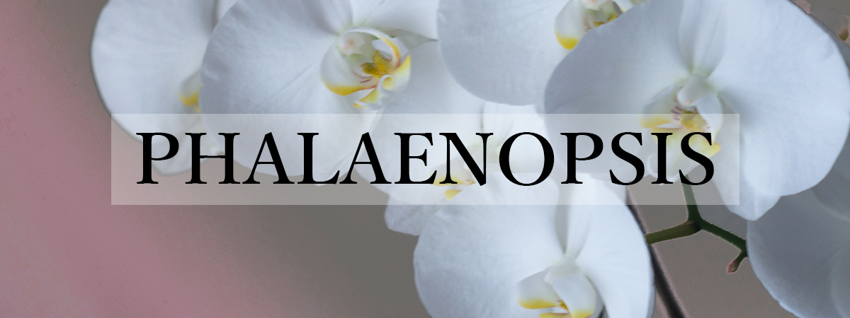 PHALAENOPSIS banner_1200_450.jpg