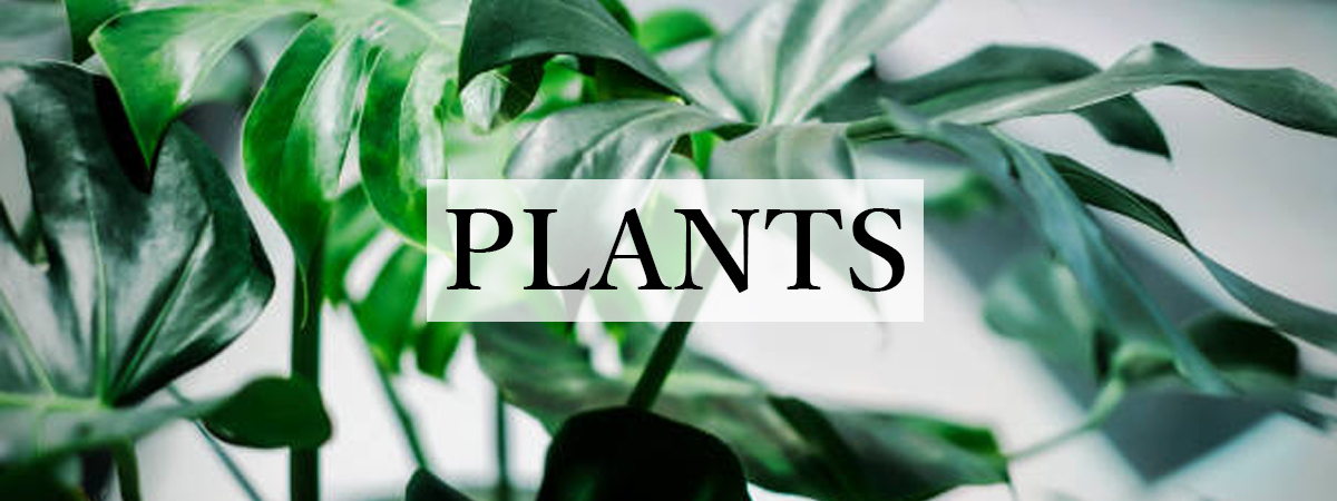 PLANTSbanner_1200_450.jpg
