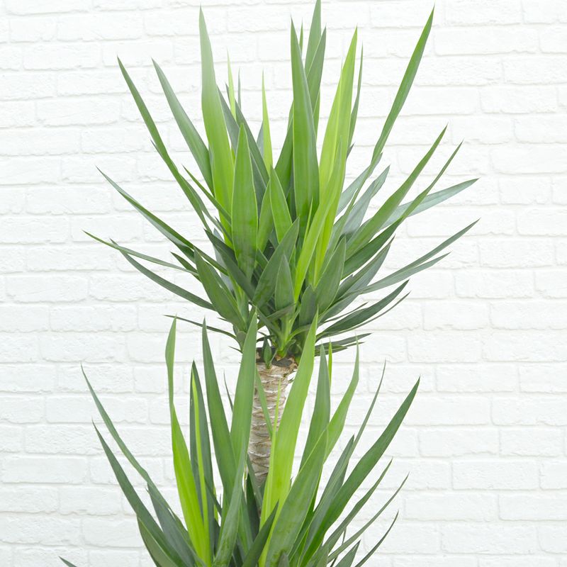 ユッカ（Lサイズ） | KIRIN PLUS